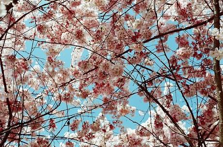 An explosion of flowers