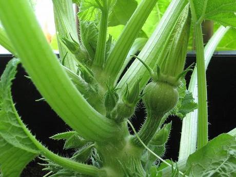 Tutori per Zucchine in Vaso