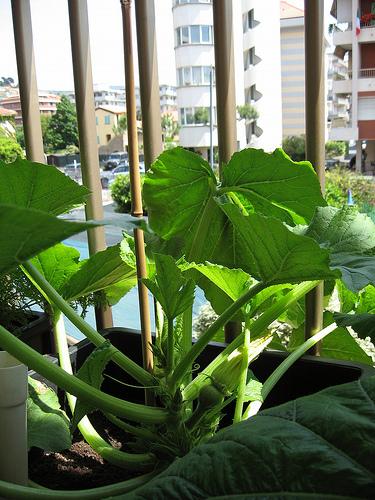 Tutori per Zucchine in Vaso