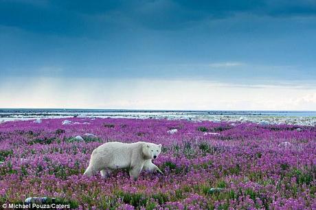 The pictures were taken by Michael Poliza in Hudson Bay at Point Hubbard, Canada