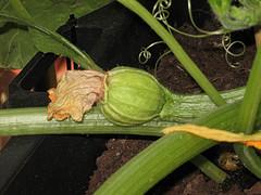 Suggeriementi per l'Orto sul Balcone