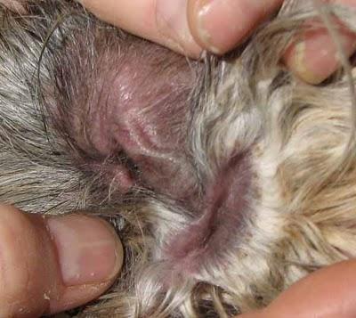 La Malassezia(Malassezia Pachydermatis) causa di dermatiti e otiti nel cane e nel gatto :come si combatte?