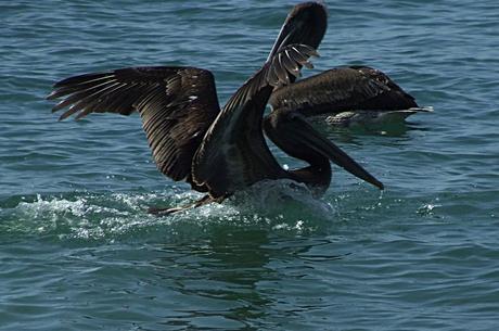 SOS marea nera: salvate gli uccelli!
