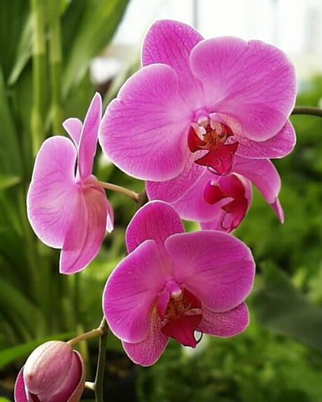 Come rinvasare le orchidee?