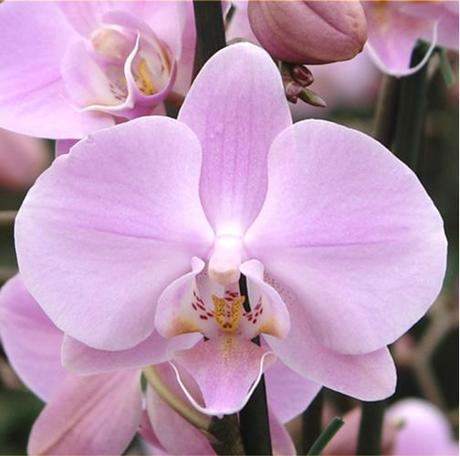Come rinvasare le orchidee?