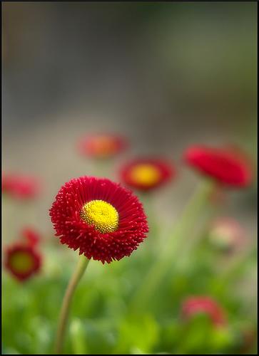 Red bellis by Funchye