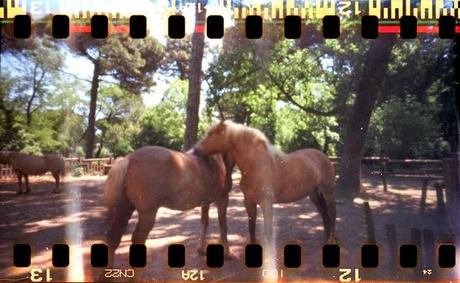 LOMOGRAPHY • PIMhole e Fujicolor 100 LOMOGRAPHY • PIMhole e Fujicolor 100