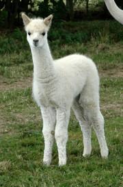 Alpaca: preziosa, naturale…simpatica!