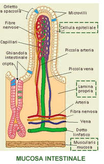 L’INTESTINO: IL NOSTRO SECONDO CERVELLO