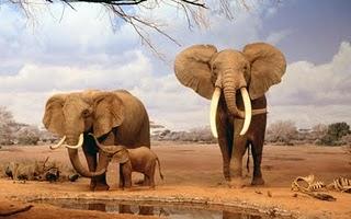 L'eleganza dell'elefante