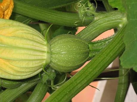 Zucchine in Vaso: Ronde de Nice