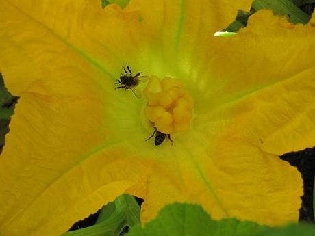 Zucchine in Vaso: Ronde de Nice