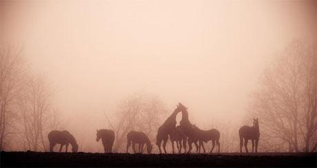 Il fascino della nebbia nella fotografia