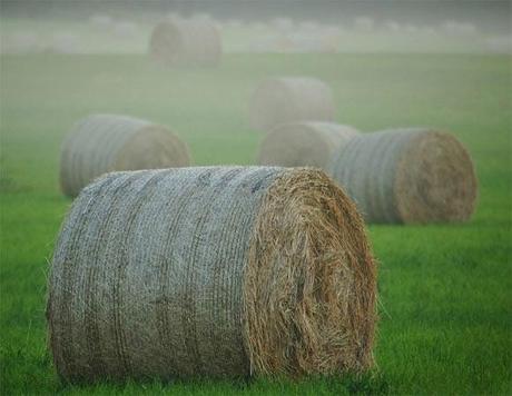 Il fascino della nebbia nella fotografia