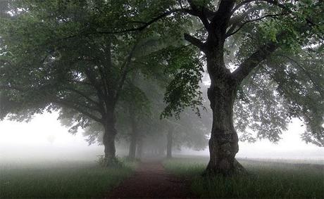 Il fascino della nebbia nella fotografia