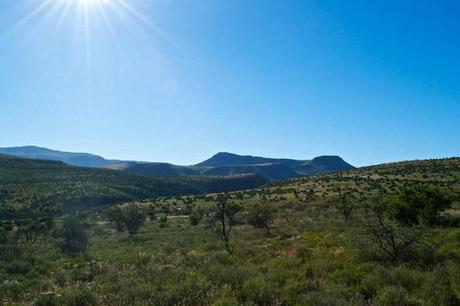 Oltre i confini di Gaansbai: la Natura del Sud Africa