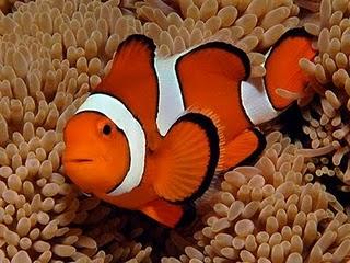Nemo è in pericolo ! - Nemo is danger !