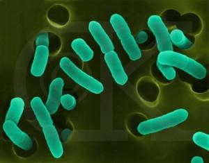 Rischio epidemia E.coli infetta le prime vitte nel Nord Europa