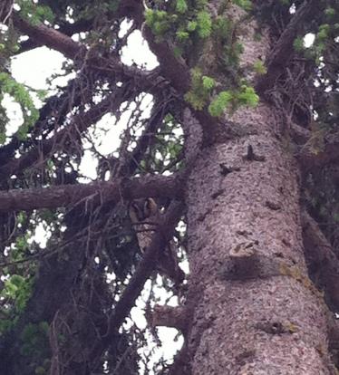 gg85 - civetta in Romania