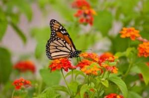 butterfly-garden-firstimage