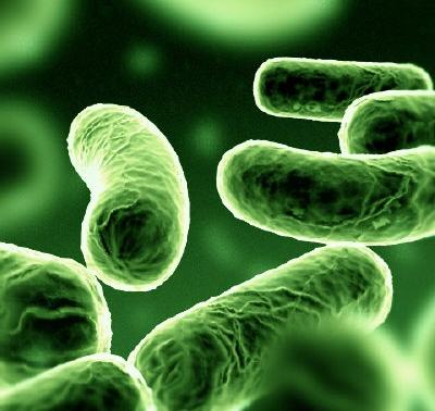 batterio-escherichia-coli.jpg