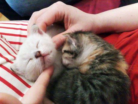 ...VISTO CHE BEI GATTINI ?!?! ...VISTO CHE BEI GATTINI ?!?!
