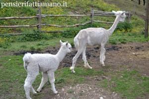 Alpacas_Val_Gardena_mamma-e-piccolo Alpaca: una visita all’Alpacas Val Gardena