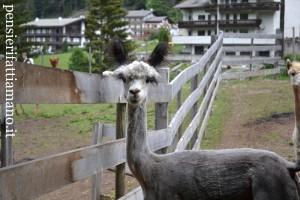 Alpacas_Val_Gardena_Susy_1 Alpaca: una visita all’Alpacas Val Gardena
