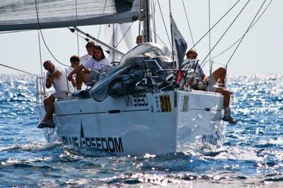 Trofeo Internazionale IRC dell'Adriatico,la sorpresa è il vento
