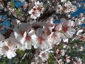 Fiori di Bach per il lutto.