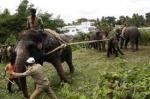 La silenziosa rivolta degli Elefanti