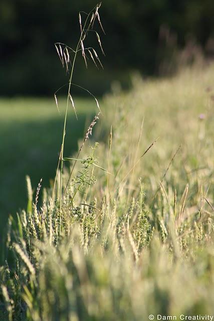 Golden wheat