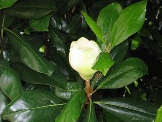 POESIE IN VETRINA : SIMO POESIE IN VETRINA : SIMO