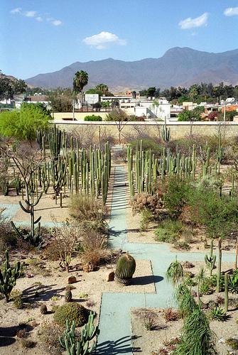 Cactaceae