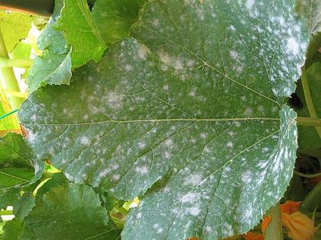 Malattie dell'Orto sul Balcone: Oidio