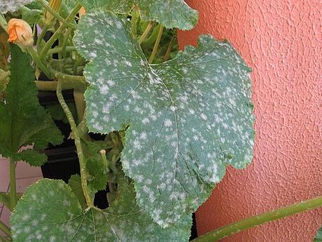 Malattie dell'Orto sul Balcone: Oidio