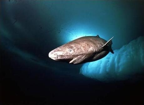 HÃ karl – lo squalo putrefatto, piatto islandese