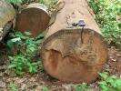 La Liberia sottoscrive il patto con l'Unione Europea contro il legno illegale