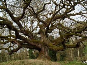 Tra tradizione popolare, origini celtiche, streghe ed esoterismo