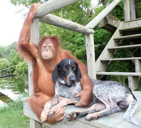 SURYIA & ROSCOE... L'ORANGO E IL CANE SONO AMICI PER LA PELLE http://i446.photobucket.com/albums/qq181/jjjeeeppp_2008/Surya-Roscoe.jpg?t=1244598878