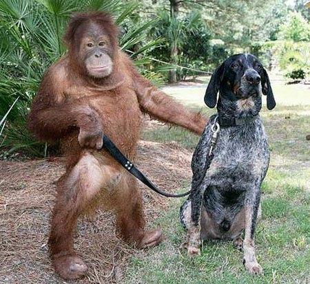 SURYIA & ROSCOE... L'ORANGO E IL CANE SONO AMICI PER LA PELLE http://1.bp.blogspot.com/-sa3qeXD5fr8/TZktc3D3neI/AAAAAAAAMHc/o93yQ1UASrQ/s1600/orangutan-and-a-blue-tick-hound.jpg