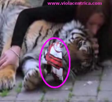 Michela Brambilla importuna la tigre: video pubblicato da Il Giornale
