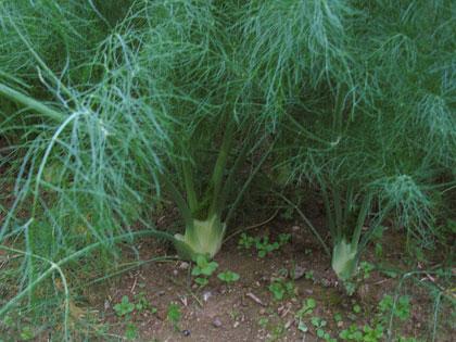 Cosa coltivare nell'orto, F come finocchio Cosa coltivare nell'orto, F come finocchio