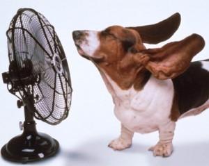 caldo, cane, ventilatore