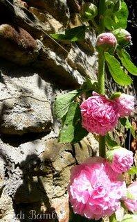 Alcea rosea