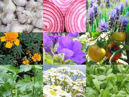 9 piante per orto e giardino che allontanano parassiti e malattie