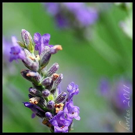 lavandula spica