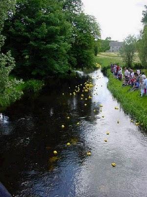 Duck race irlandese