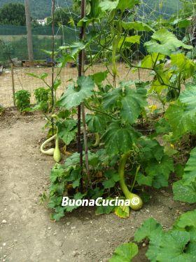 Toh ma che sorpresa! Nell’orto di Roberto ci sono anche  le zucchine “trombetta di Albenga”!!!