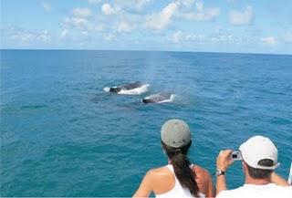 Porto Seguro: comincia il volo e arrivano le balene